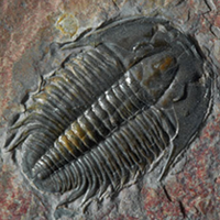 Trilobite